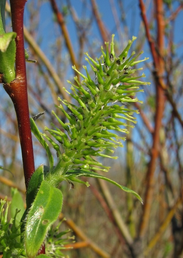 Image of Salix &times; tetrapla specimen.