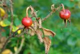 Rosa rugosa. Созревшие плоды. Московская обл., Раменский р-н, окр. дер. Хрипань, дачный участок. 27.08.2006.