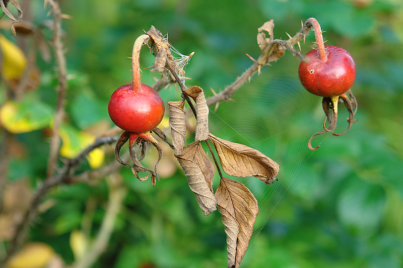 Image of Rosa rugosa specimen.