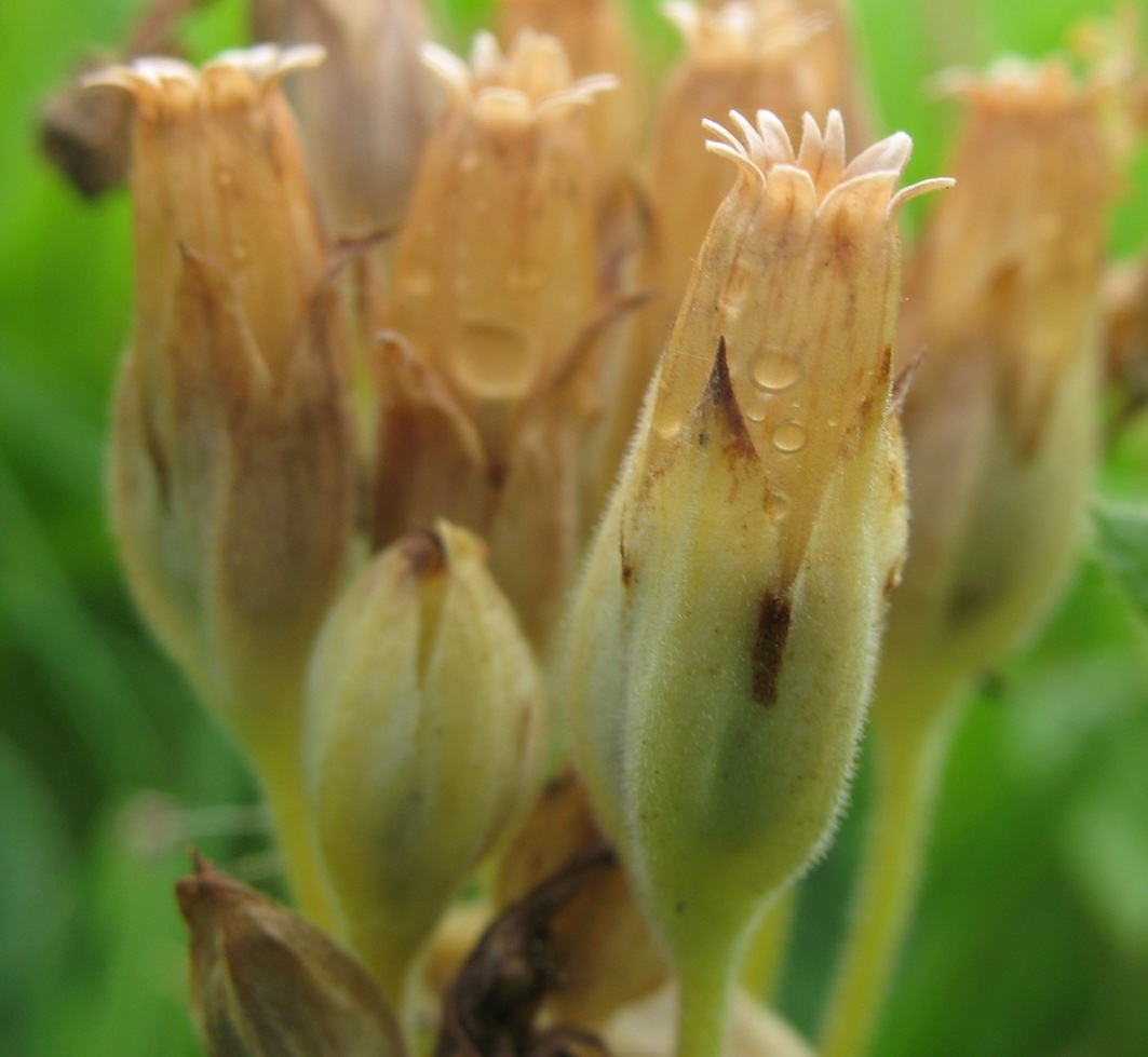 Image of Primula elatior specimen.