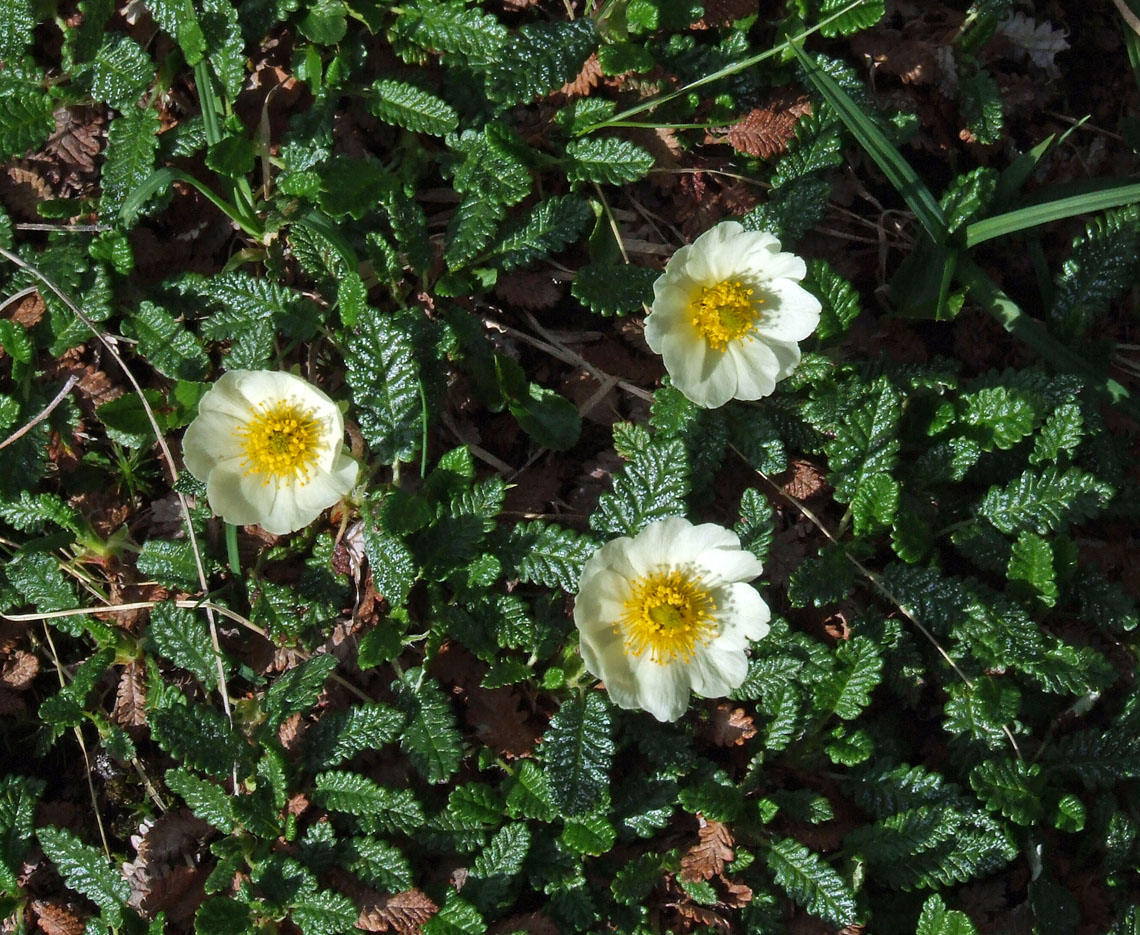 Изображение особи Dryas punctata.