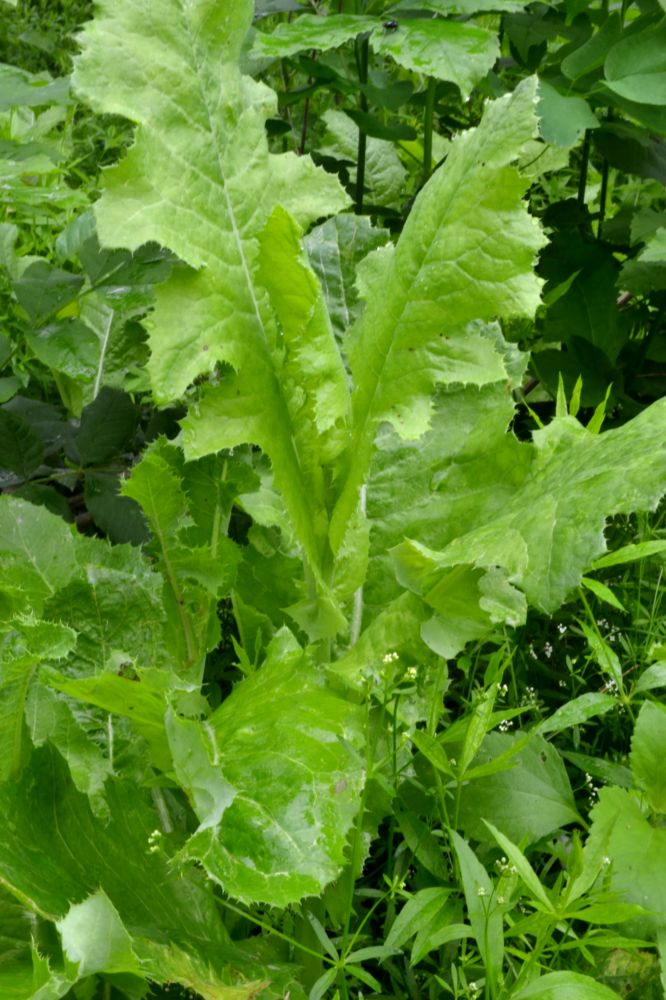 Image of Sonchus arvensis ssp. uliginosus specimen.