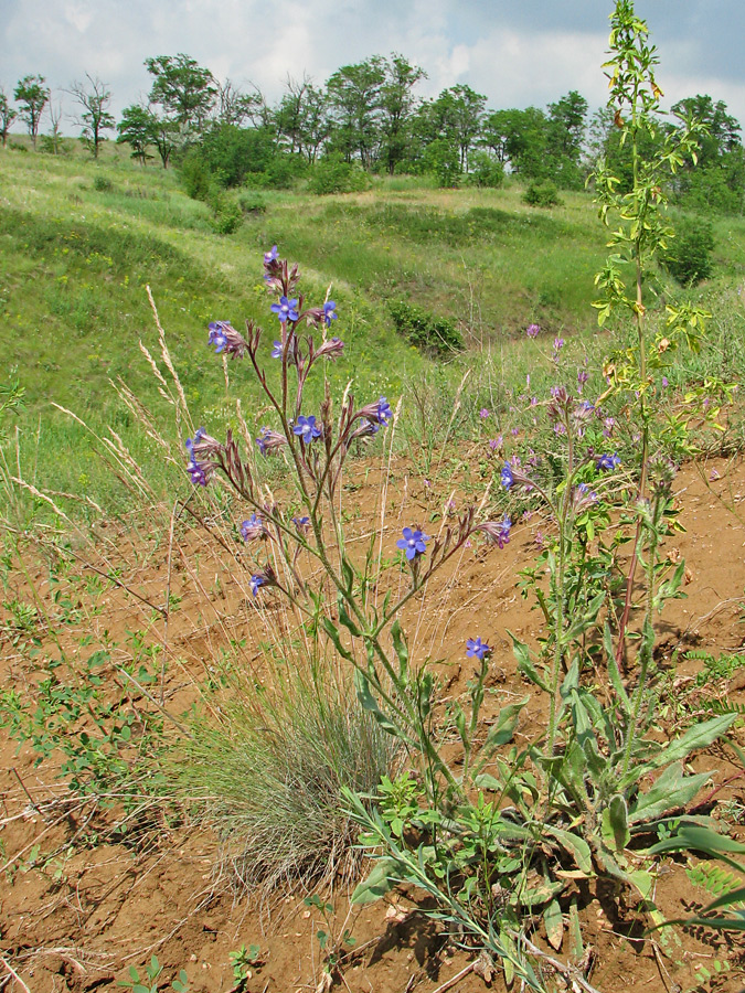 Image of Anchusa azurea specimen.