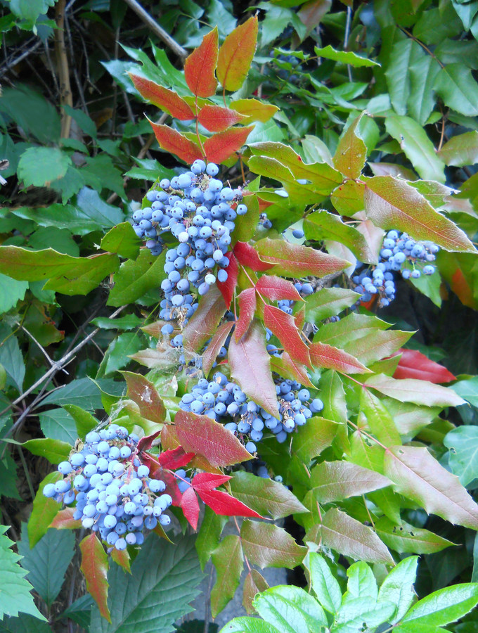 Image of Mahonia aquifolium specimen.