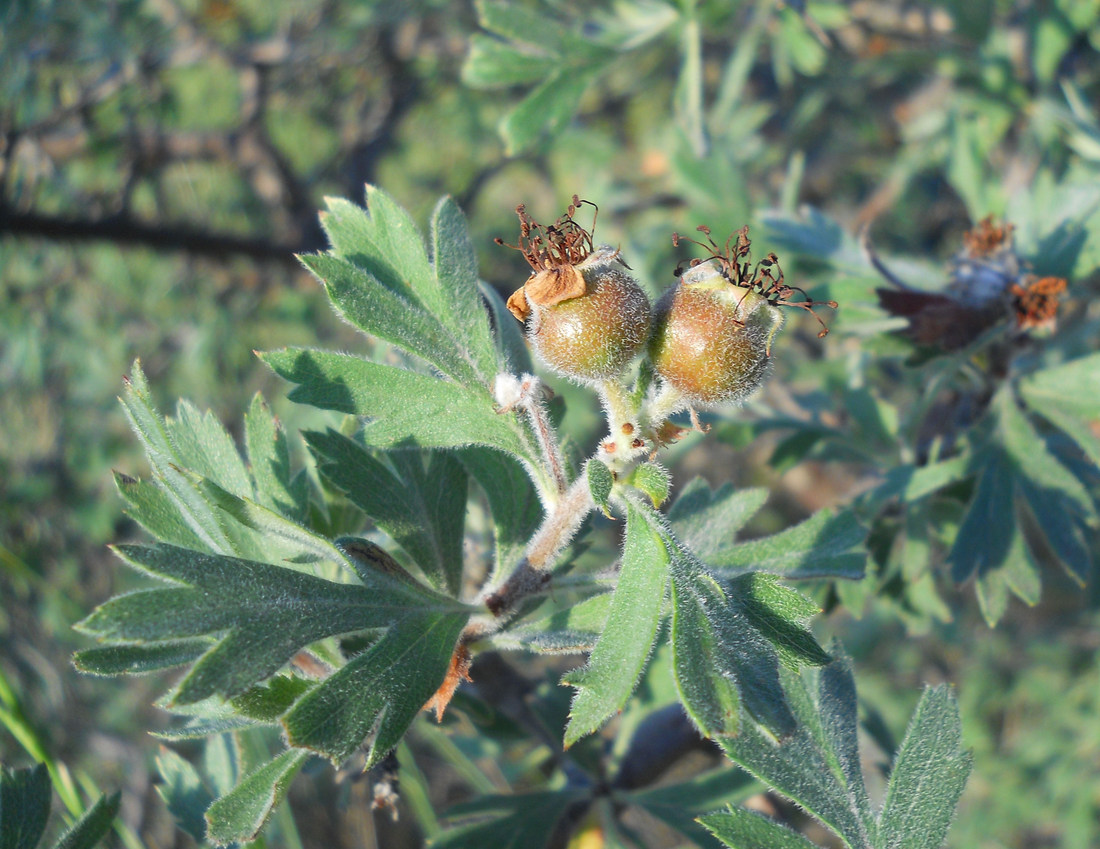 Image of Crataegus orientalis specimen.