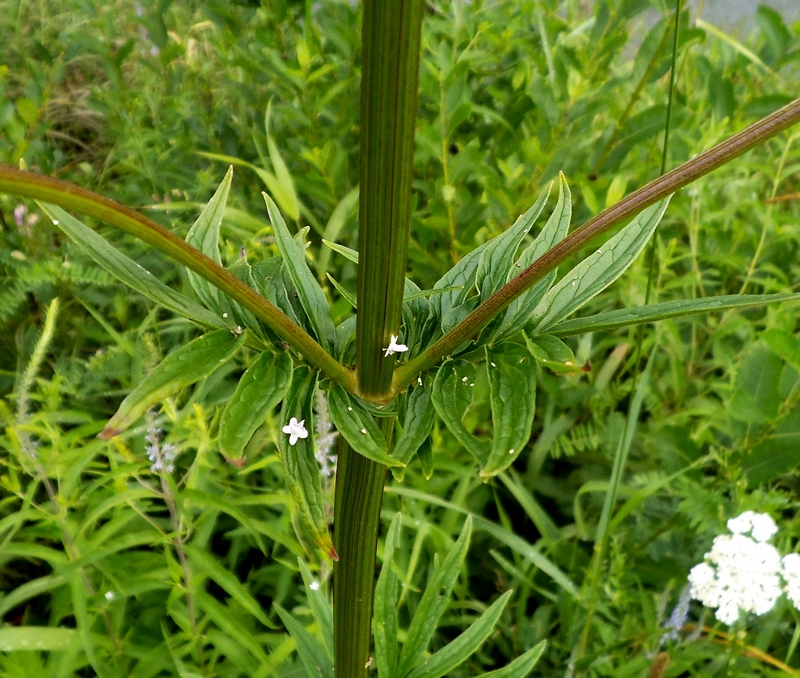 Изображение особи Valeriana officinalis.