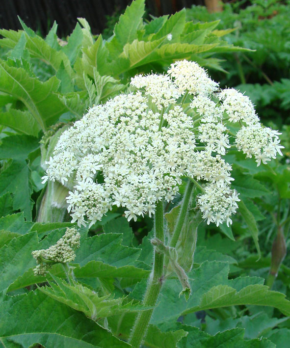 Image of Heracleum dissectum specimen.