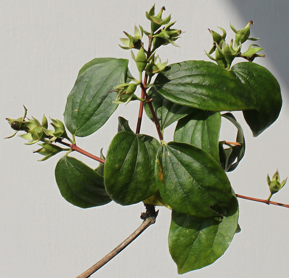 Image of Philadelphus coronarius specimen.