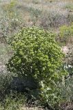 Cousinia triflora. Цветущее растение. Южный Казахстан, нижний Боролдай, лощина Акжар. 03.06.2012.