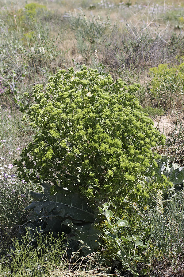 Изображение особи Cousinia triflora.