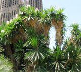 Yucca gigantea. Цветущие растения. Испания, Каталония, г. Барселона, сквер у Храма Святого Семейства. 23.06.2012.