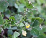 genus Medicago. Верхушка побега цветущего растения. Израиль, г. Кармиэль, на газоне в парке. 13.02.2011.