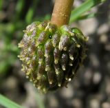 Ranunculus baudotii