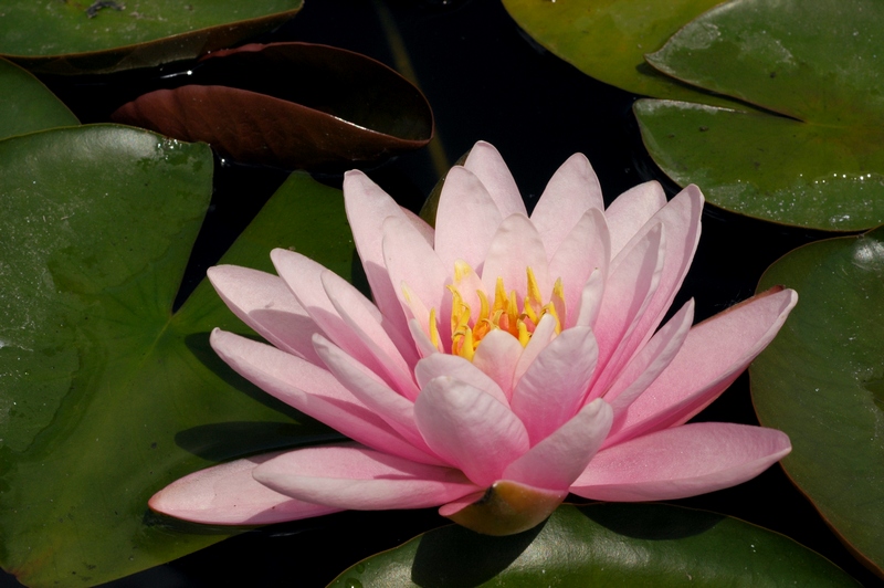 Image of Nymphaea &times; marliacea specimen.