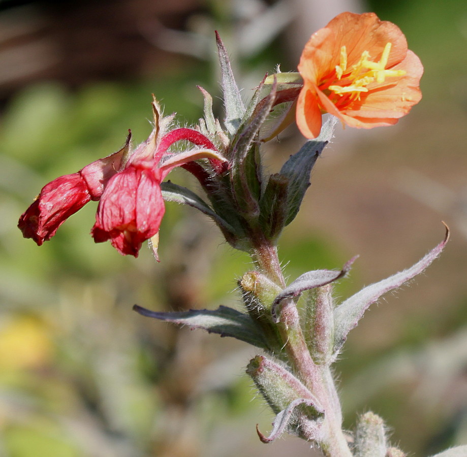 Image of Oenothera versicolor specimen.