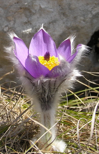 Изображение особи Pulsatilla taurica.