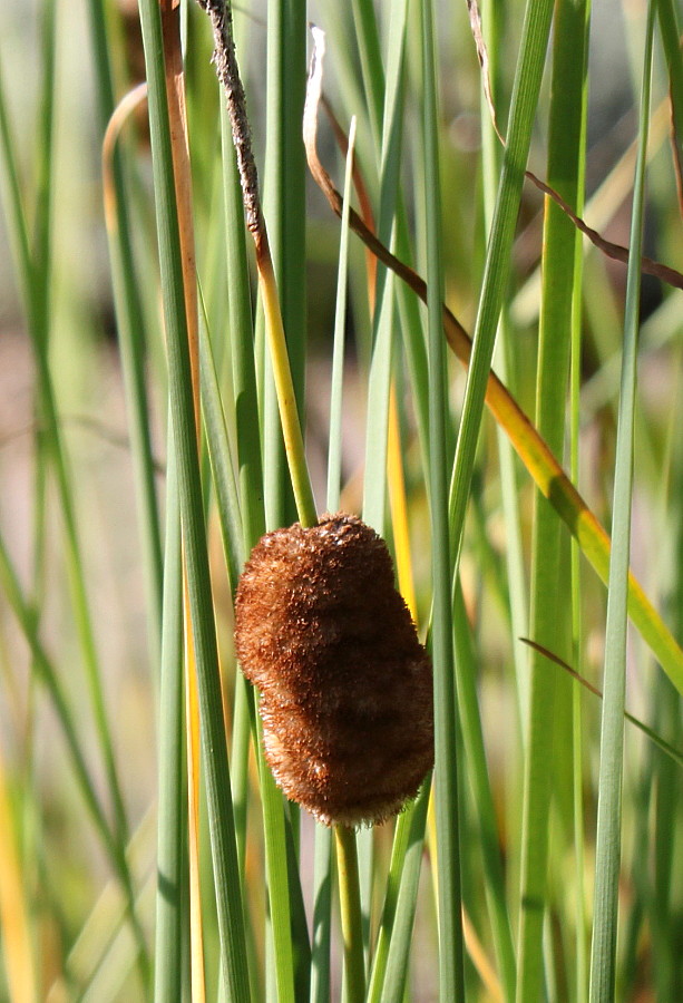 Изображение особи род Typha.