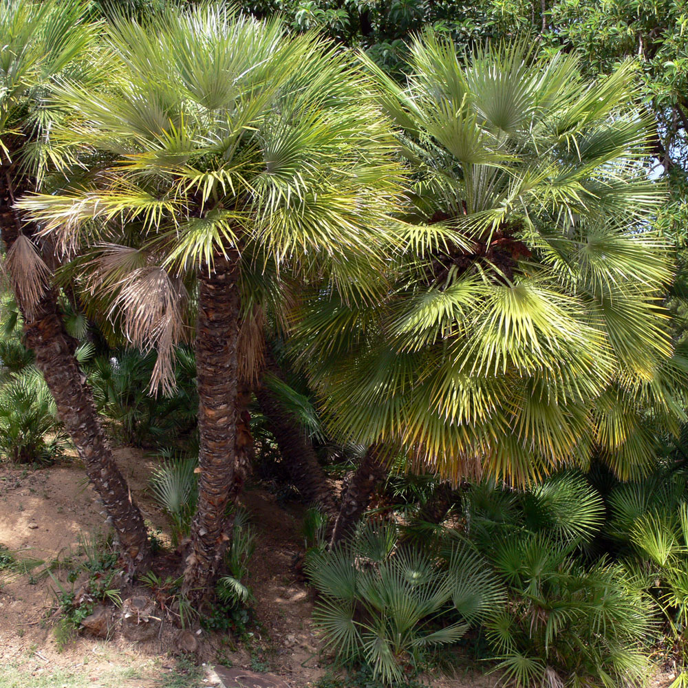 Разновидности пальм в сочи фото и названия