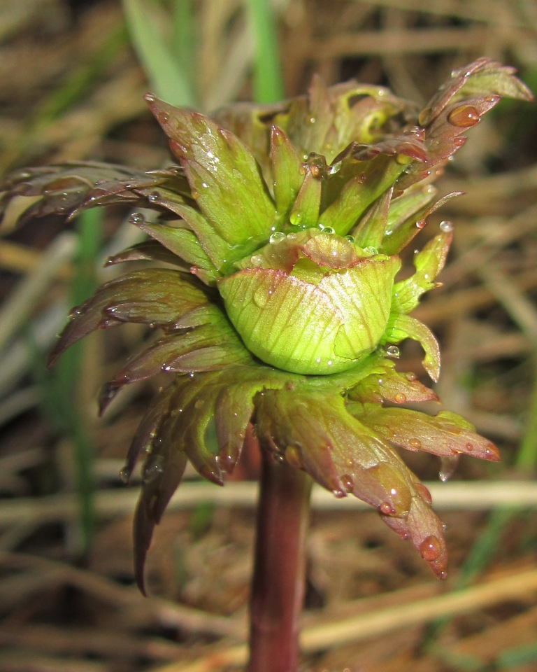 Image of Trollius europaeus specimen.