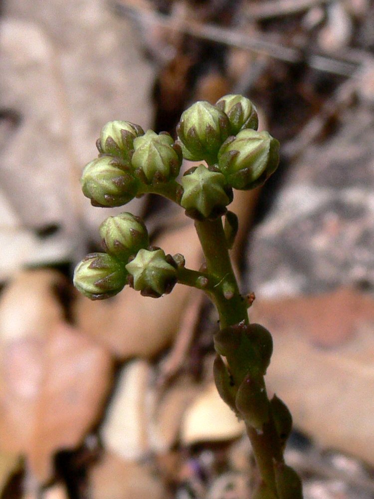 Image of Sedum sediforme specimen.