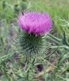 Cirsium vulgare