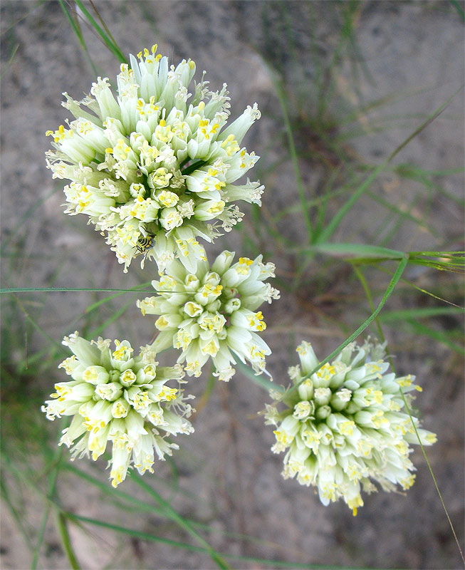 Image of Allium erdelii specimen.
