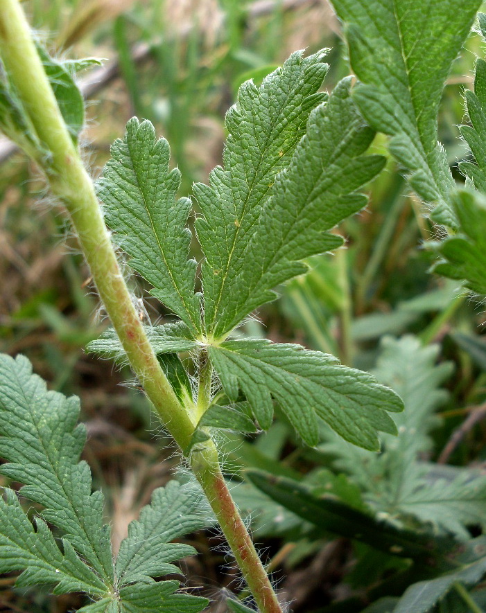 Image of genus Potentilla specimen.