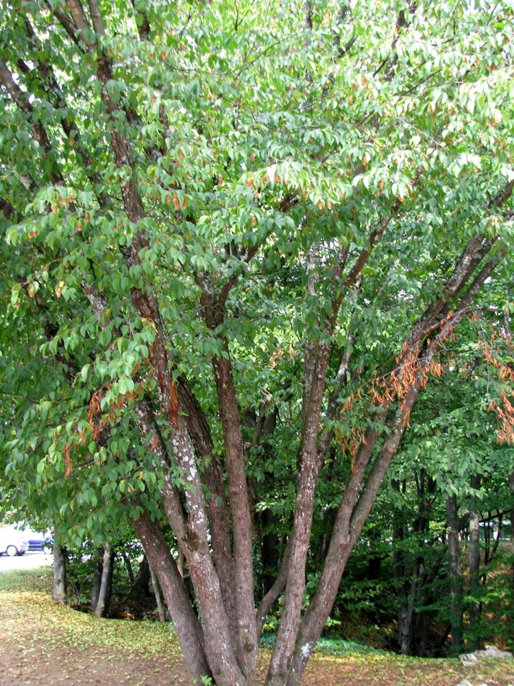 Image of Ostrya carpinifolia specimen.