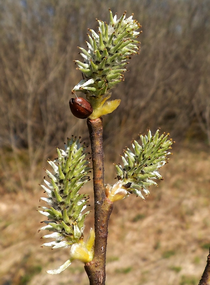 Image of Salix caprea specimen.