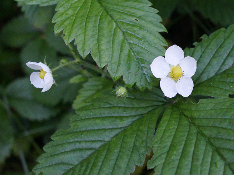 Image of Fragaria moschata specimen.