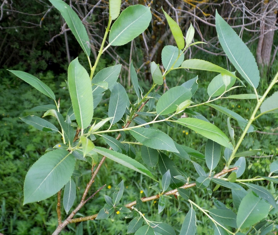 Image of Salix triandra specimen.