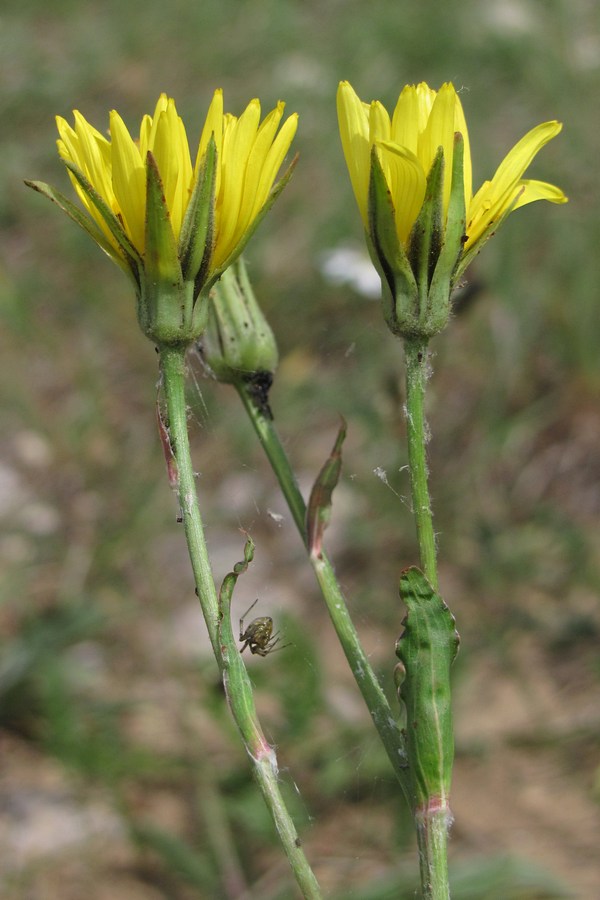 Image of Tragopogon undulatus specimen.