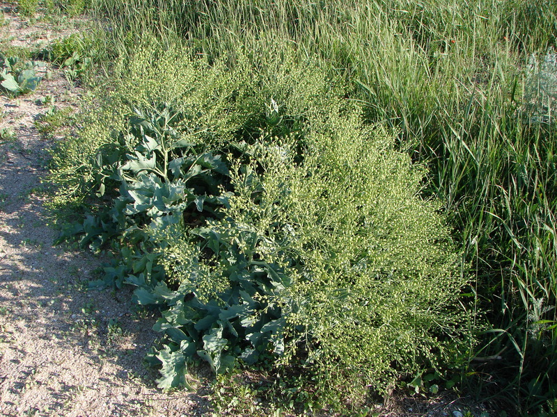 Изображение особи Crambe maritima.