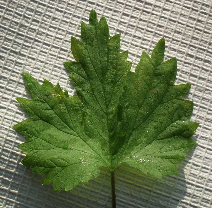 Image of Humulus lupulus specimen.