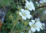 Saxifraga irrigua. Часть соцветия. Крым, Ялтинский горно-лесной природный заповедник, Ай-Петри. 23.05.2013.