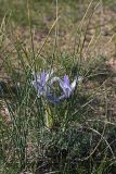 Iris tenuifolia. Цветущее растение. Южный Казахстан, южный берег оз. Кызылколь. 10.04.2013.