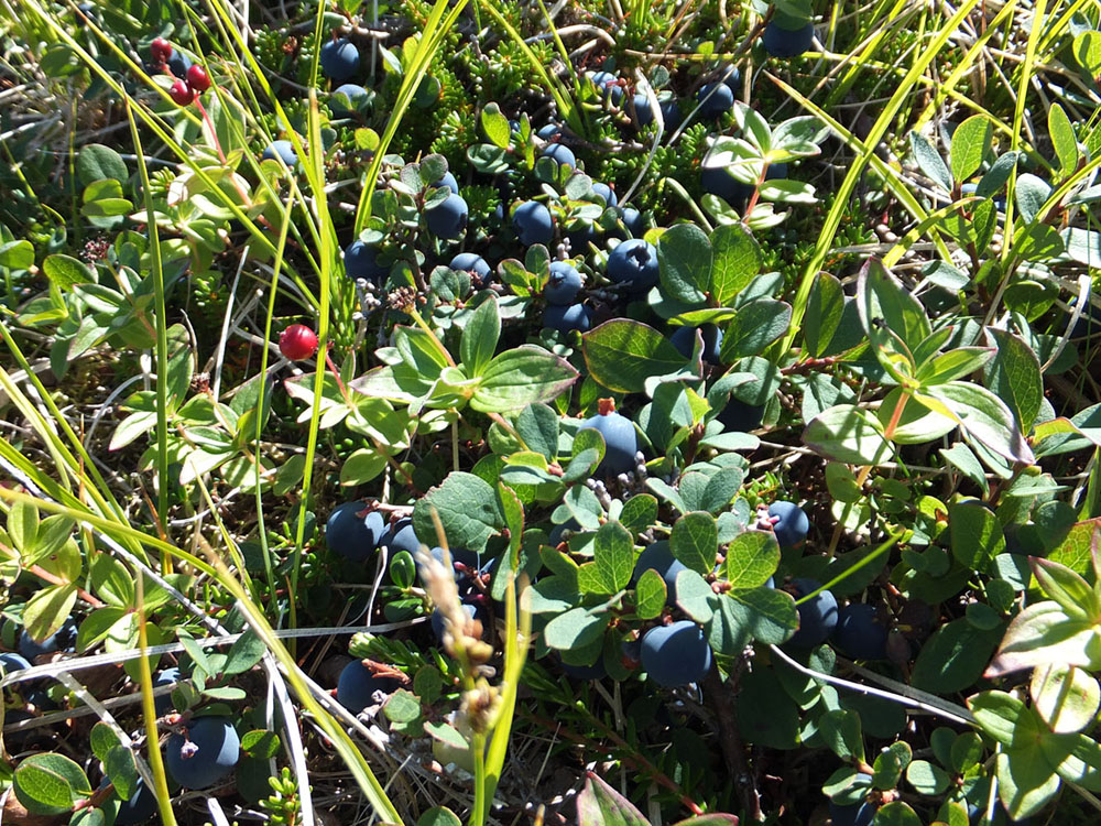 Изображение особи Vaccinium uliginosum ssp. microphyllum.