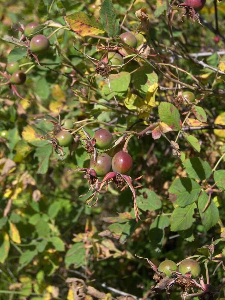 Image of Rosa balcarica specimen.