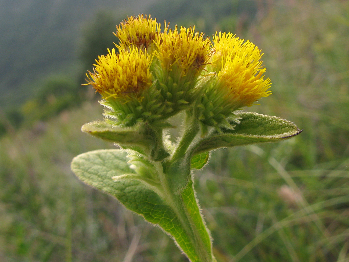 Image of Inula thapsoides specimen.