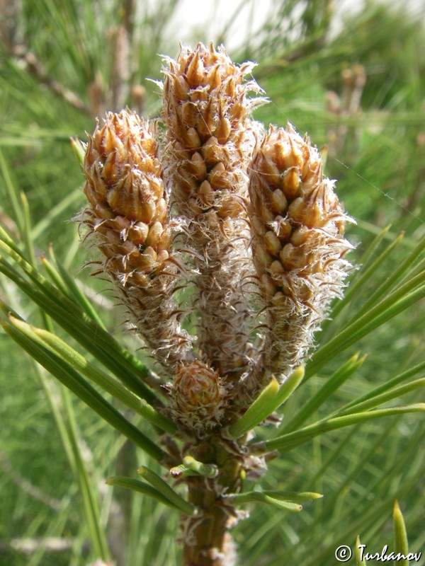 Image of Pinus pityusa specimen.