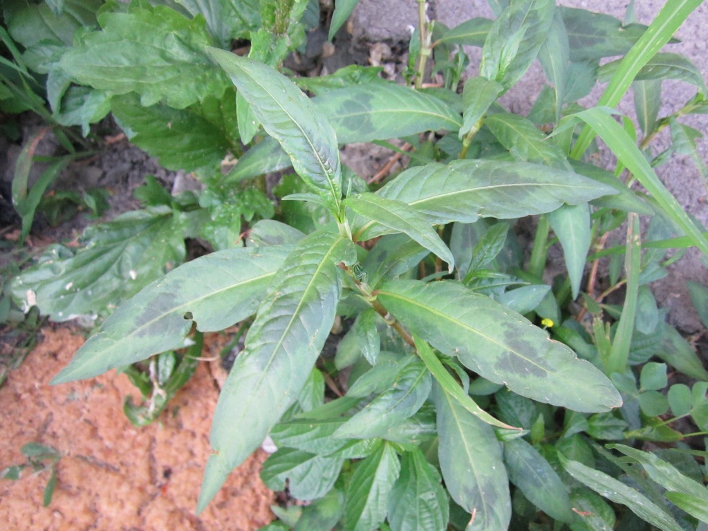 Image of Persicaria maculosa specimen.