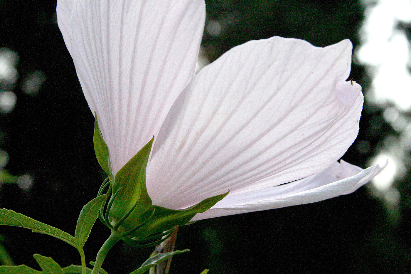 Image of Hibiscus &times; hybridus specimen.