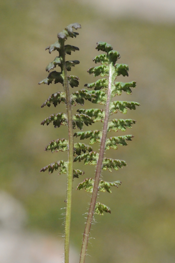 Изображение особи Pedicularis cheilanthifolia.