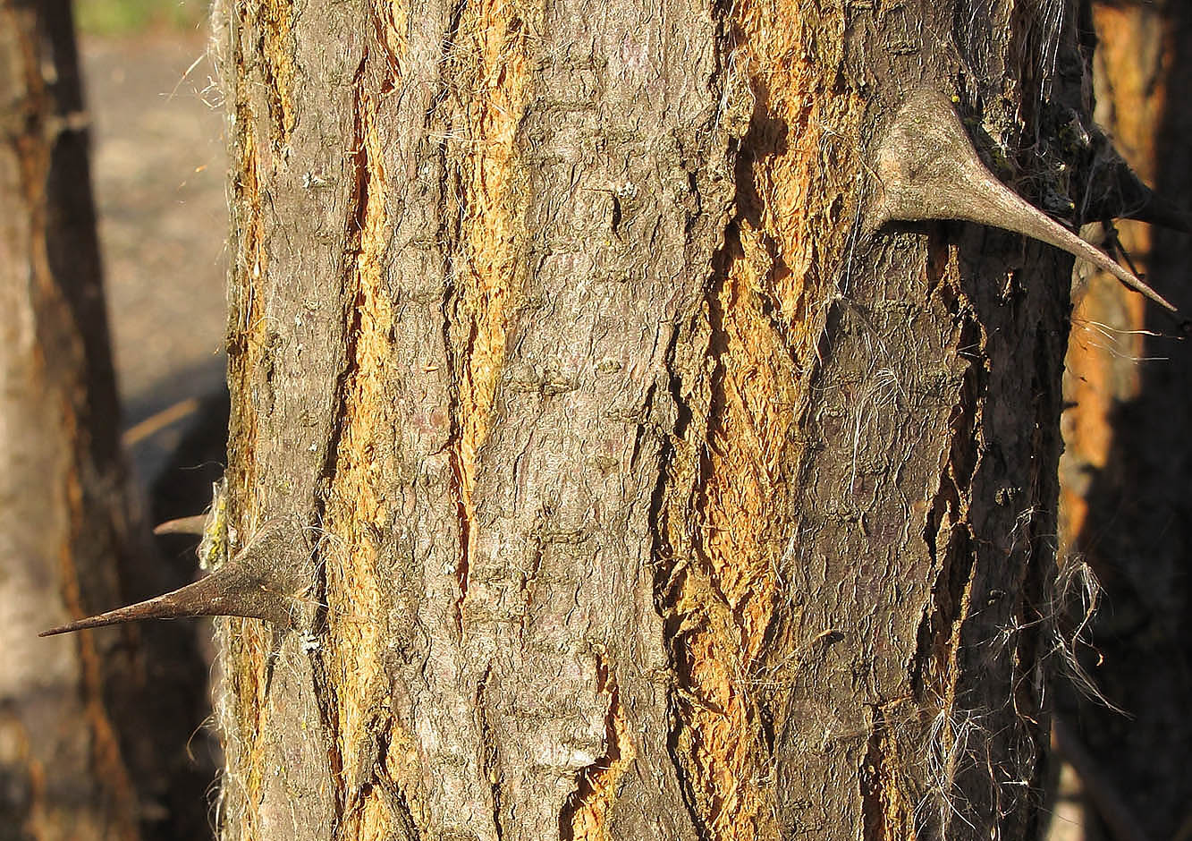 Image of Robinia pseudoacacia specimen.