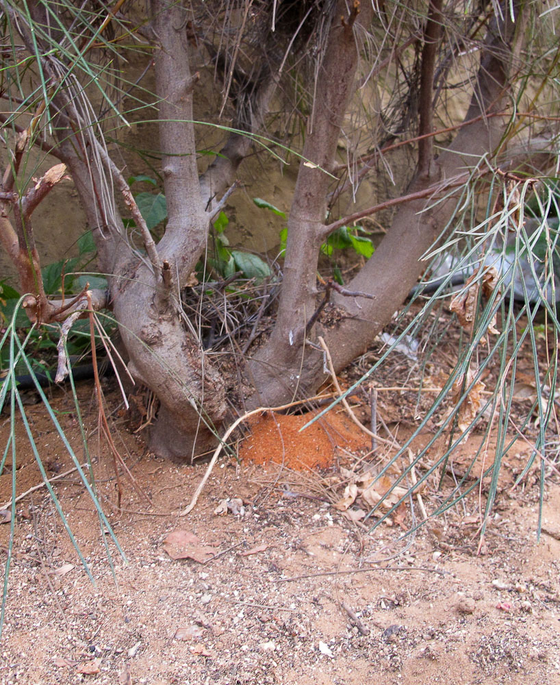 Image of Grevillea longistyla specimen.