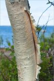 Betula subarctica