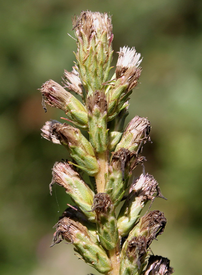 Изображение особи Liatris elegans.