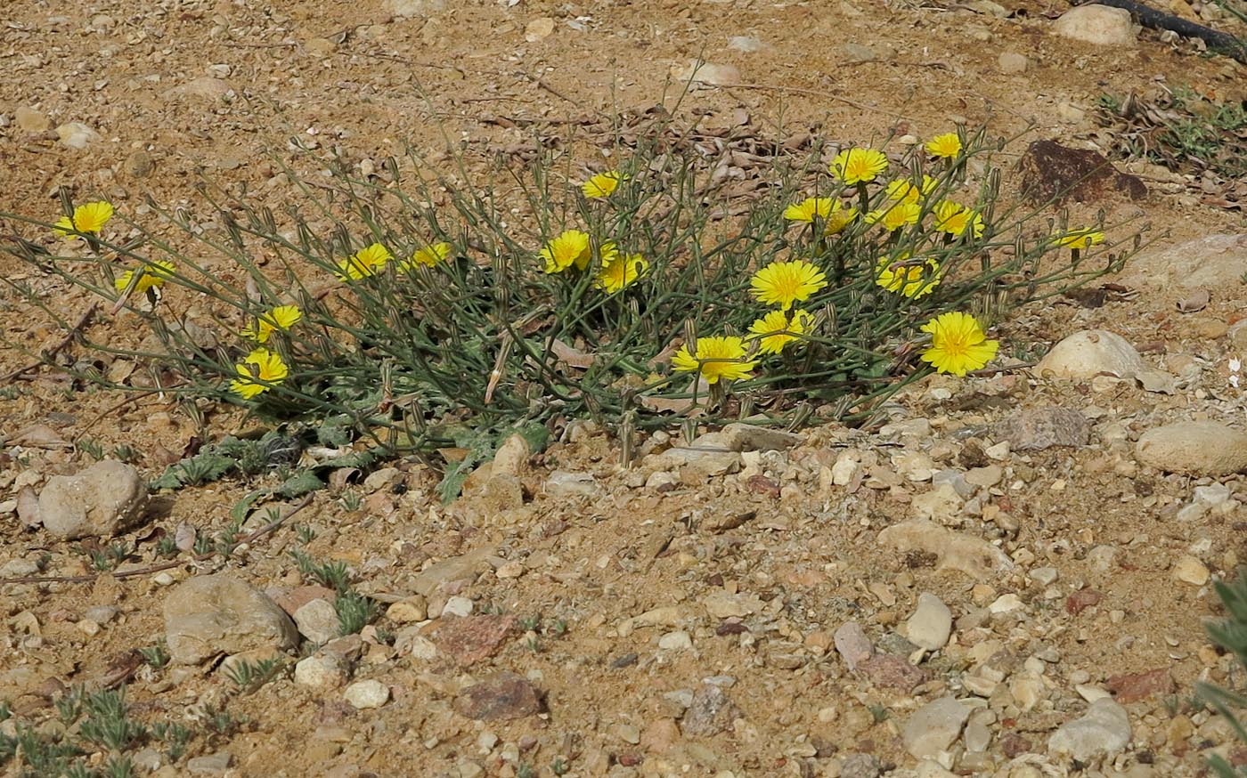 Image of Launaea nudicaulis specimen.