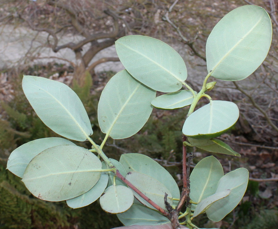 Изображение особи Rhododendron campylocarpum.