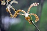 Arachnis flos-aeris. Часть соцветия. Таиланд, национальный парк Си Пханг-нга. 19.06.2013.